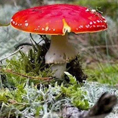 herfstpaddestoel-500x500